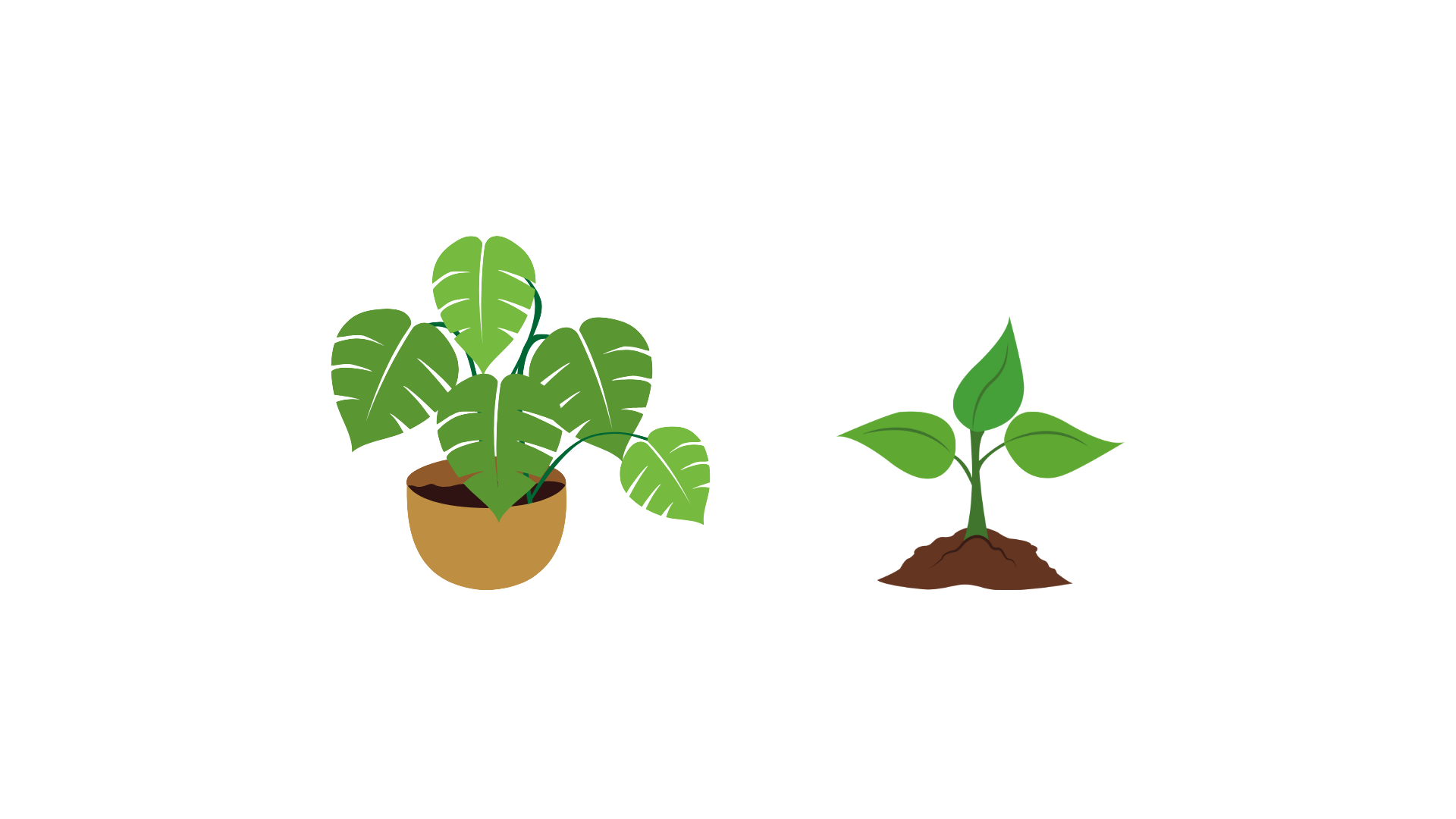 For Seedlings and New Plants